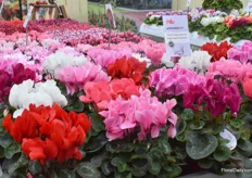 The Leopardo by Schoneveld Breeding is the first large-flowering heat-resistant Cyclamen. The series now consists of 7 colours.